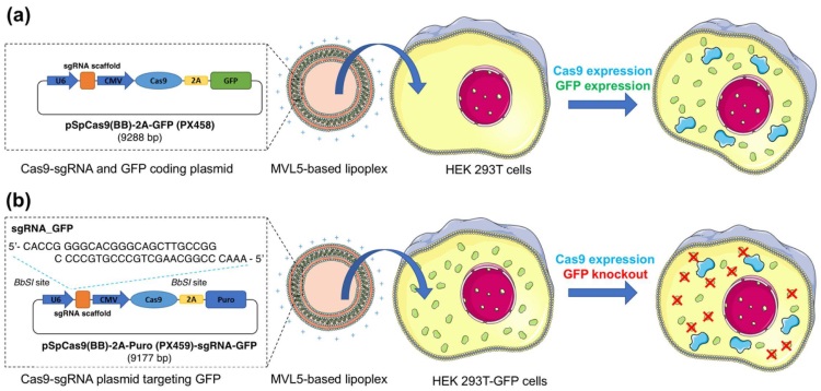 Fig.2 Multivalent lipoplex for genome editor delivery. (Sousa, Diana A et al., 2022)