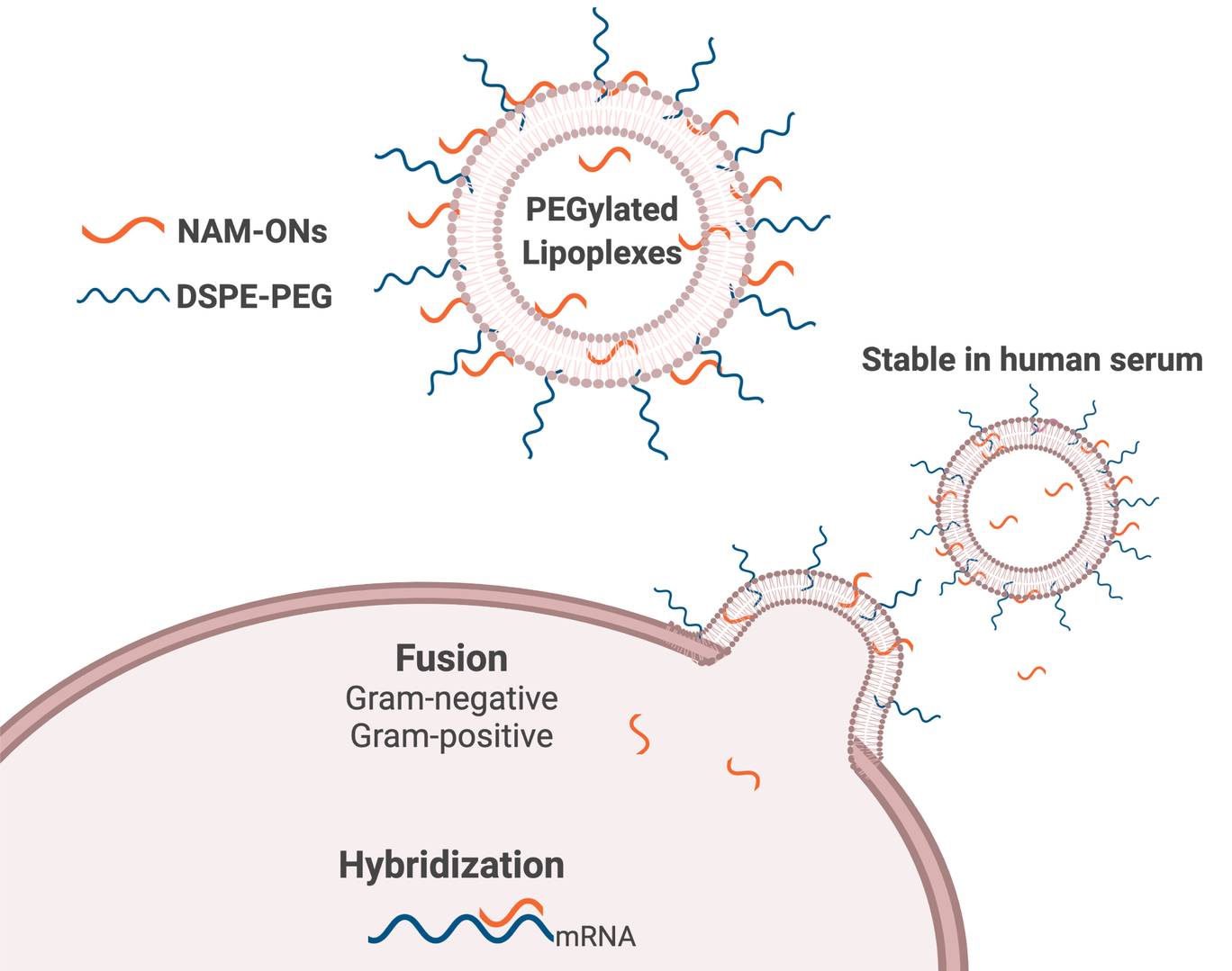 Fig.3 Oligonucleotide Delivery for Blood Infections. (Pereira, Sara et al., 2021)