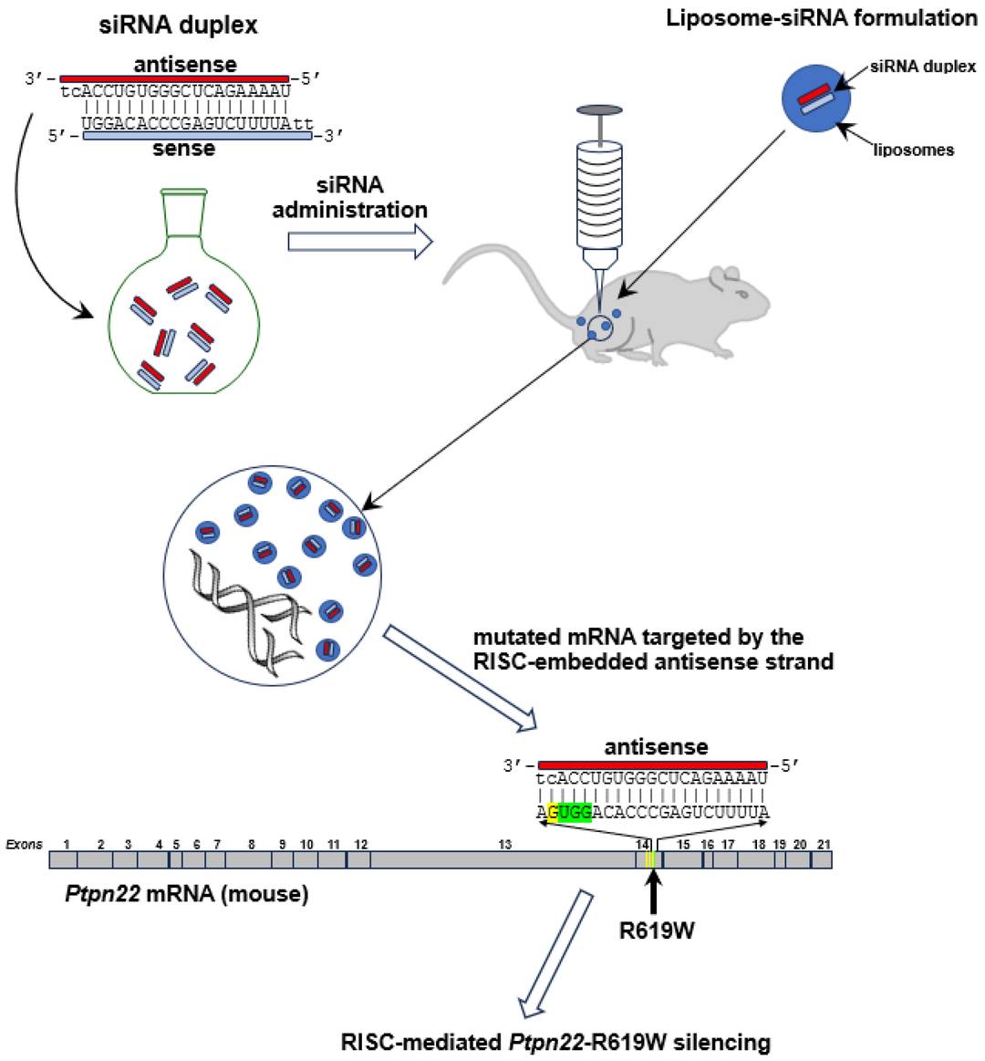 Fig.4 Immunotherapy for Type 1 Diabetes. (Mezzani, Irene, et al., 2025)