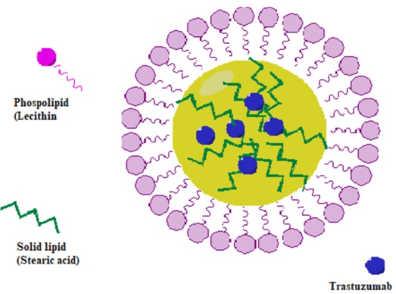 Fig.2 Schematic representation of the preparation of TRZ-loaded SLNs. (Ozgenc, Emre et al., 2022)