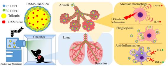 Fig.3 Schematic representation of the working mechanism of nebulized DXMS-Pal-SLNs for the treatment of pneumonia-related inflammation. (Chen, Hsin-Hung et al., 2024)