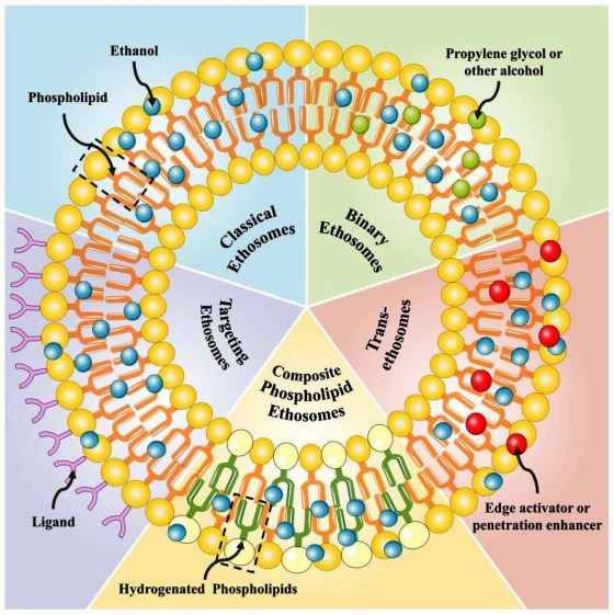 Fig.1 Schematic of the structure of different ethosomes. (OA Literature)