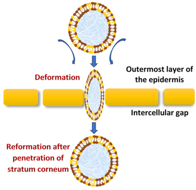 Fig.1 Schematic of the mechanism of action of transfersomes. (OA Literature)