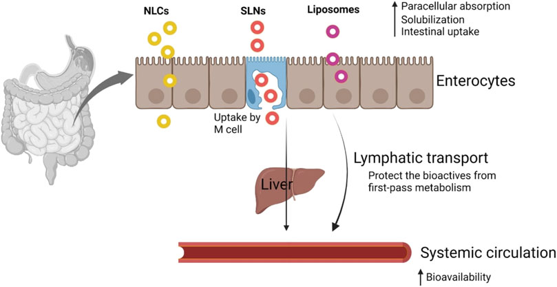 Fig.1 Schematic of transport mechanism of nanosized lipid-based delivery systems. (OA Literature)