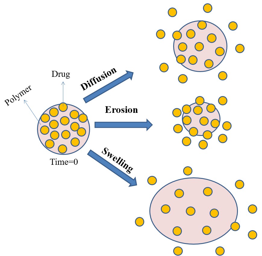 Illustration of drug delivery mechanisms of polymeric microspheres, depicting diffusion, erosion, and swelling pathways responsible for controlled drug release from polymer–drug matrices over time. (OA Literature)