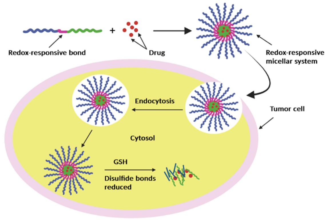 Schematic of a redox-responsive micelle: drug-loaded nanoparticle enters tumour cell via endocytosis, disulfide bonds are cleaved by high cytosolic GSH, triggering drug release in the cytosol—key mechanism in micelle-based targeted delivery strategy. (OA Literature)