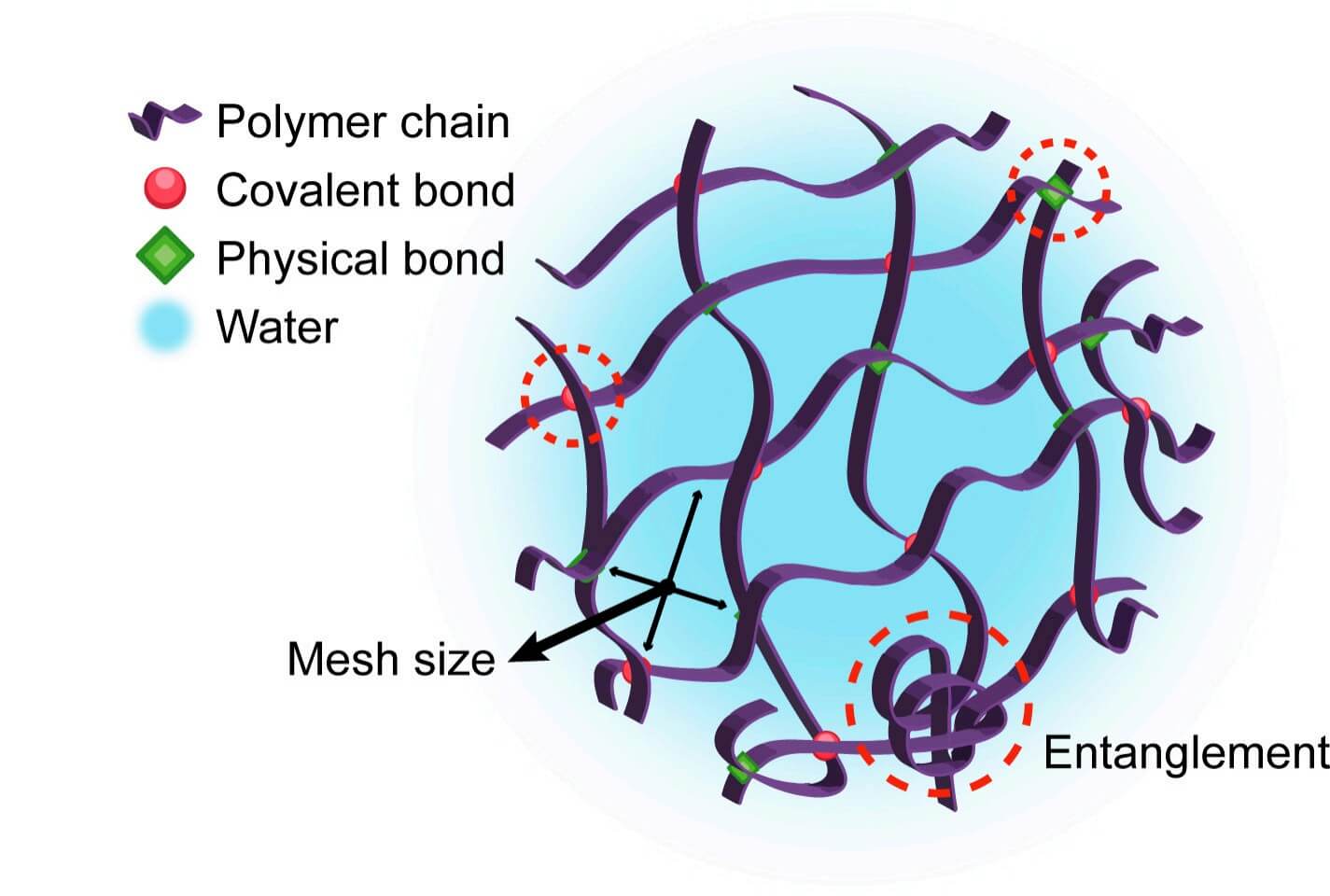 Illustration of the general structure of a hydrogel: Depicts polymer chains connected by covalent and physical bonds, with water molecules within, showing mesh size and polymer entanglement—key to hydrogel-based drug delivery strategies. (OA Literature)