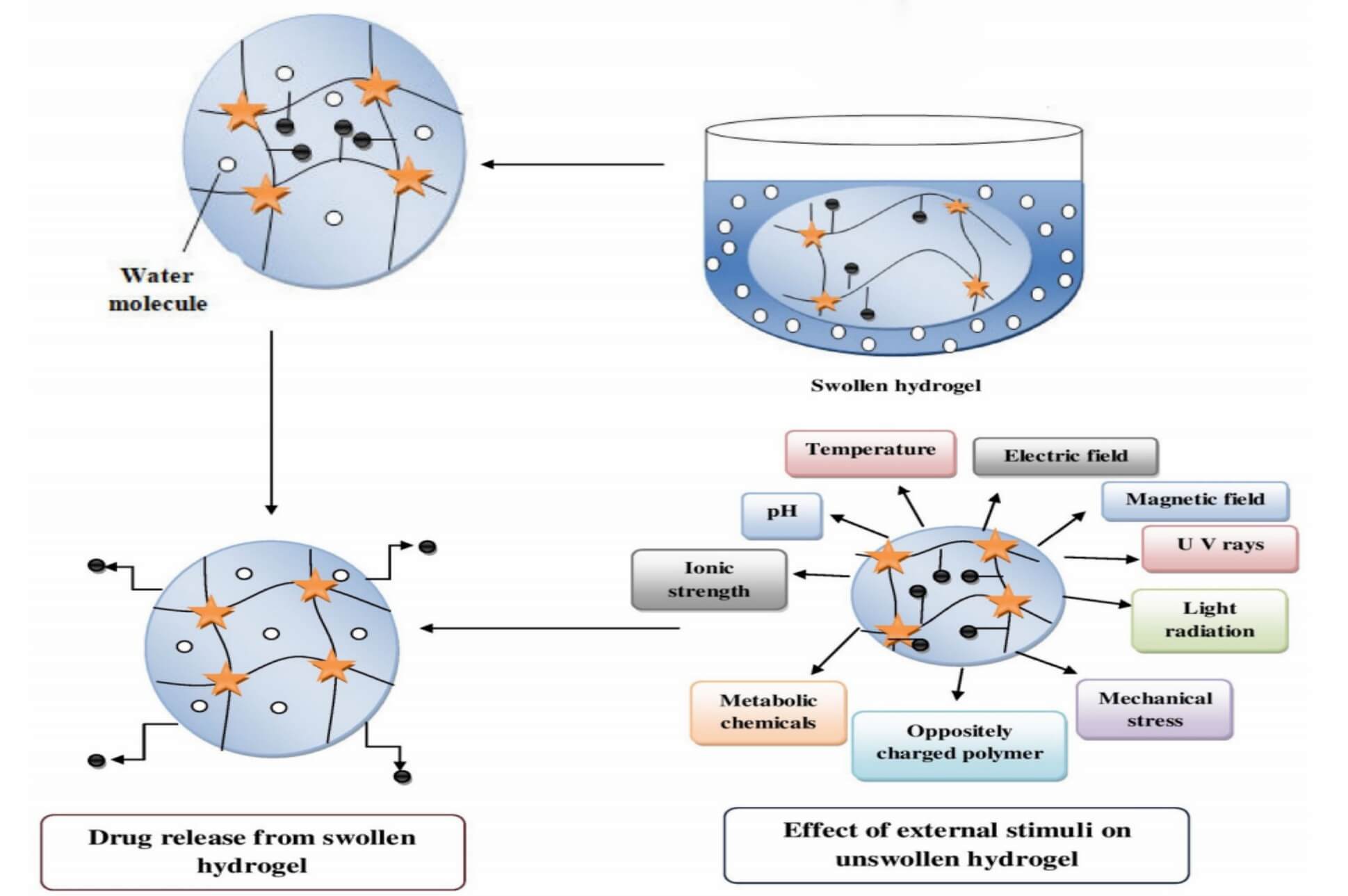 Illustration of the swelling-controlled release mechanism in hydrogels: Shows how hydrogels swell to incorporate water and release drugs, plus how external stimuli like pH, temperature, and light regulate this process—key to hydrogel-based drug delivery strategies. (OA Literature)