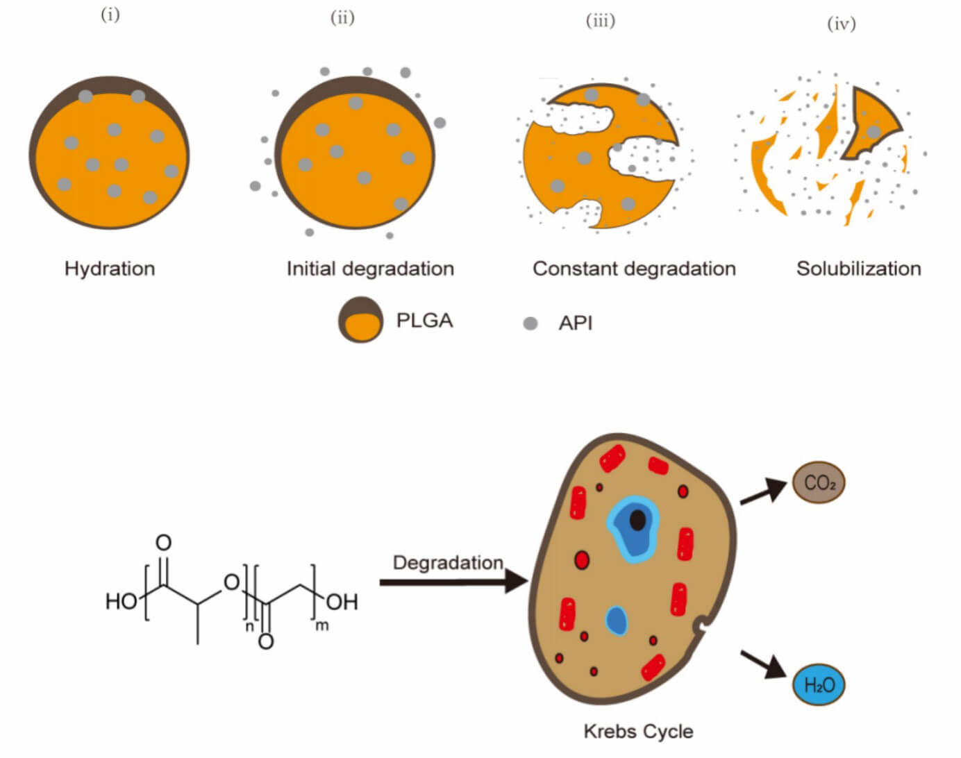 Illustration of PLGA degradation stages (hydration, initial degradation, constant degradation, solubilization) showing API release, plus chemical breakdown of PLGA polymer into metabolites entering the Krebs cycle, explaining its biodegradable drug delivery process. (OA Literature)