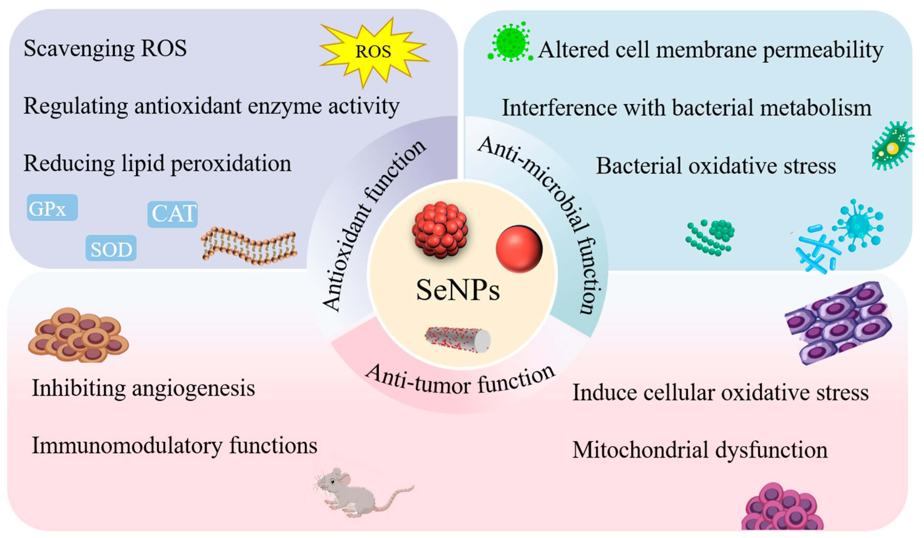 Diagram illustrating the multifunctional mechanisms of selenium nanoparticles (SeNPs), showing their antioxidant function (scavenging ROS, regulating antioxidant enzymes), antimicrobial function (altering cell membranes, inducing bacterial oxidative stress), and antitumor function (inhibiting angiogenesis, inducing cellular oxidative stress) for drug delivery applications. (OA Literature)