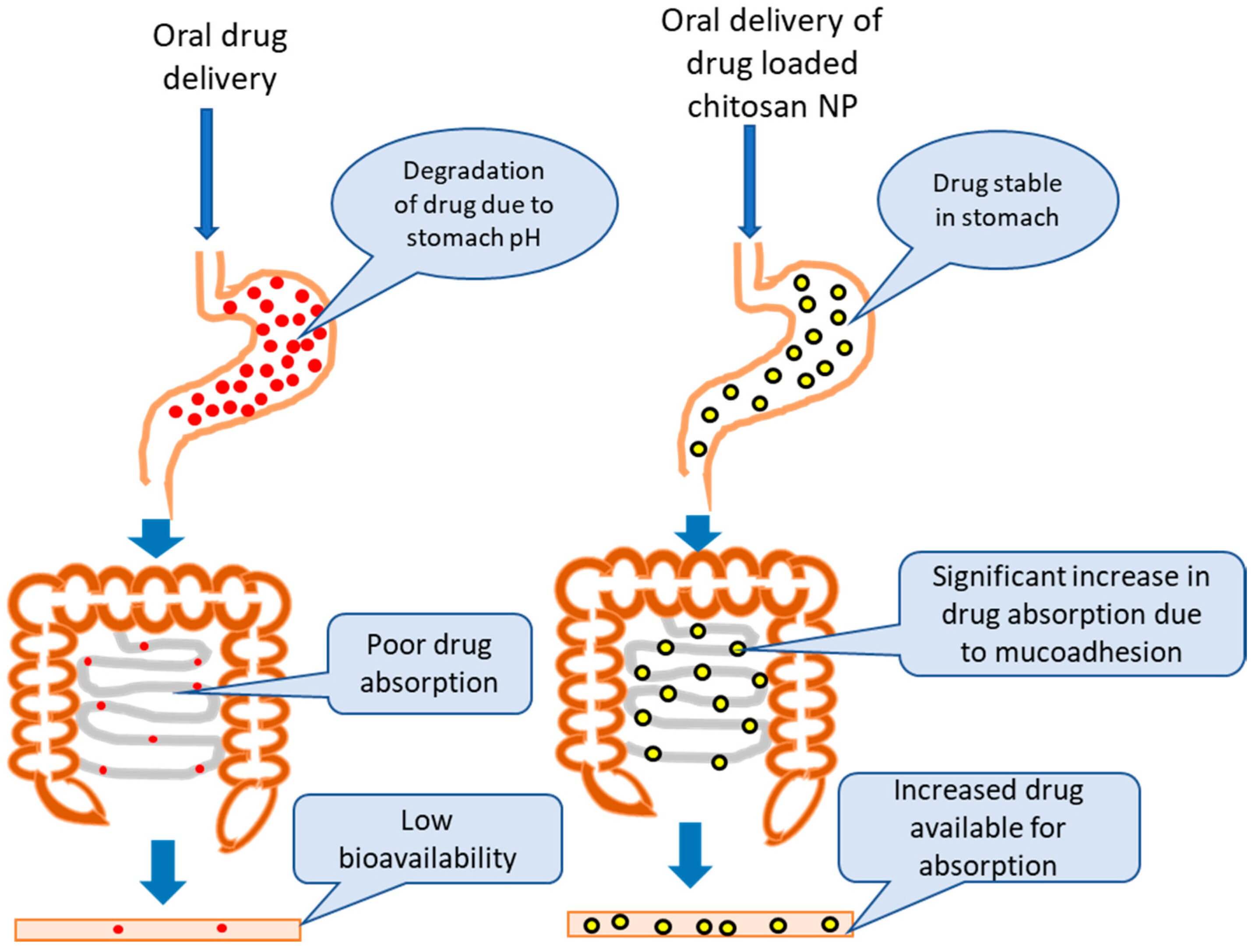 Illustration comparing oral drug delivery vs oral delivery of drug-loaded chitosan nanoparticles (NPs), showing how chitosan NPs protect drugs from stomach pH degradation, enhance mucoadhesion in the intestines, and significantly increase drug absorption and bioavailability. (OA Literature)