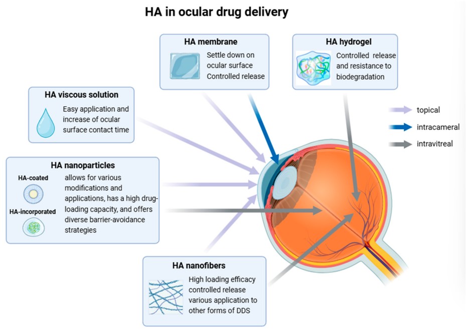 Fabrication of HA for various routes (topical, intracameral, and intravitreal) of ocular drug delivery. (OA Literature)