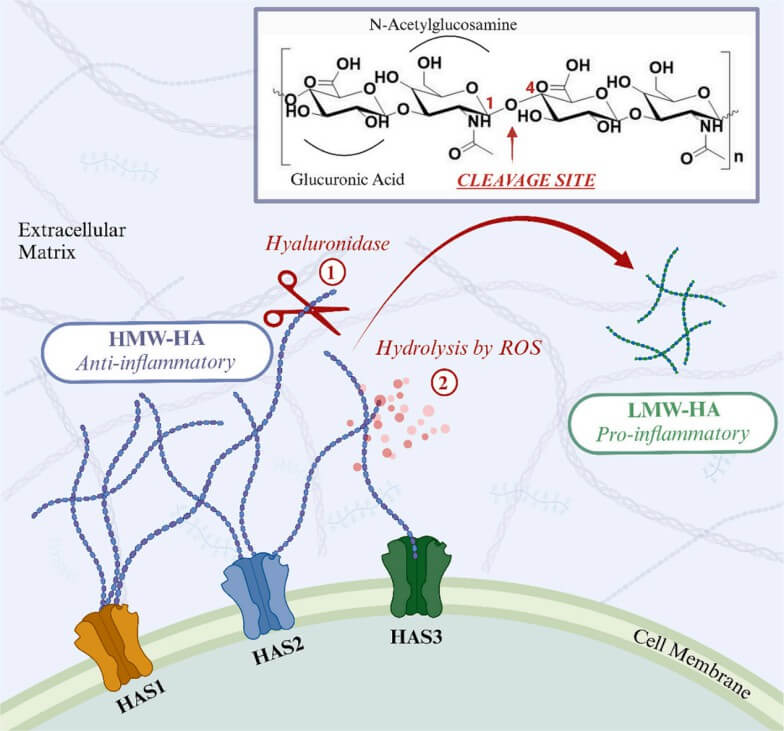 Illustration of Hyaluronic Acid (HA) Synthesis and Degradation: Depicts high molecular weight HA (HMW-HA) with anti-inflammatory properties synthesized by HAS1/2/3, and its breakdown via hyaluronidase or ROS into low molecular weight HA (LMW-HA) with pro-inflammatory effects, highlighting structural cleavage sites and receptor interactions for HA-based targeted delivery strategies. (OA Literature)