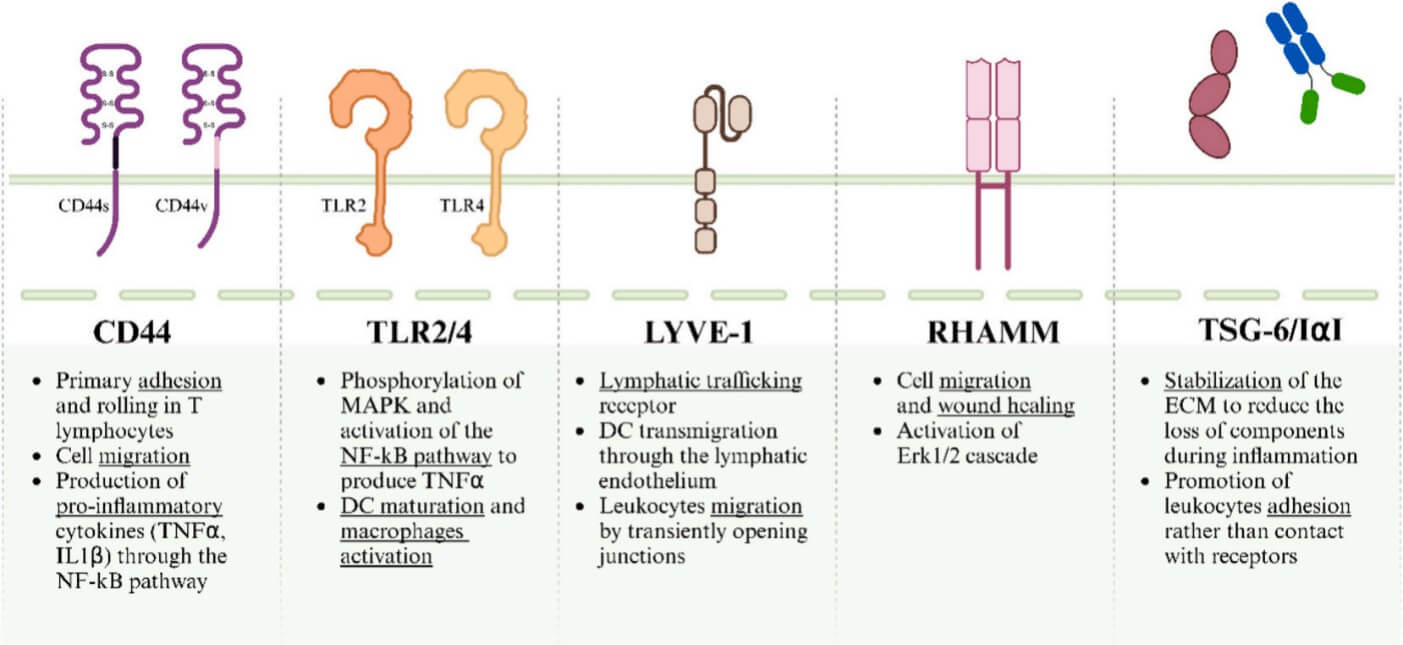 Illustration of HA-binding proteins (CD44, TLR2/4, LYVE-1, RHAMM, TSG-6/IɑI) and their immune-related functions: CD44 mediates T cell adhesion and pro-inflammatory cytokine production; TLR2/4 drives DC maturation; LYVE-1 regulates lymphatic trafficking; RHAMM supports cell migration; TSG-6/IɑI stabilizes ECM during inflammation—key for HA-based targeted delivery in immunotherapy. (OA Literature)