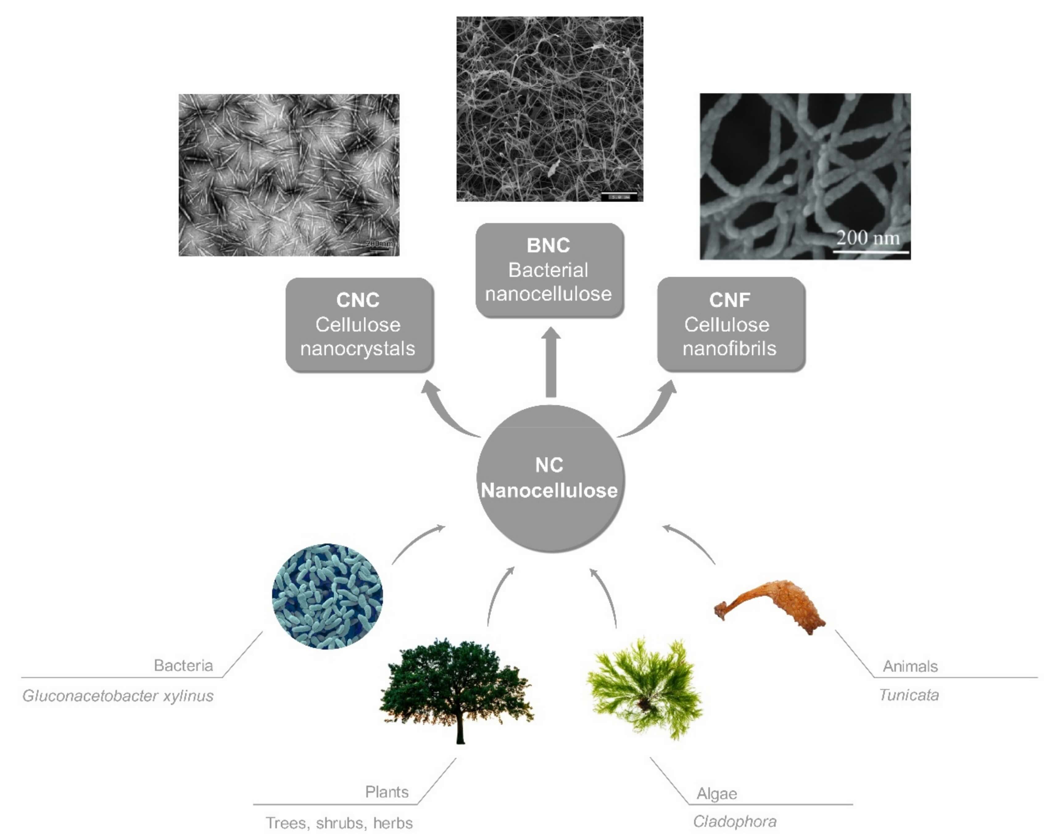 Diagram illustrating different sources (bacteria, plants, algae, animals) and types (CNC, BNC, CNF) of nanocellulose, with corresponding microscopic images, for cellulose-based drug delivery systems. (OA Literature)