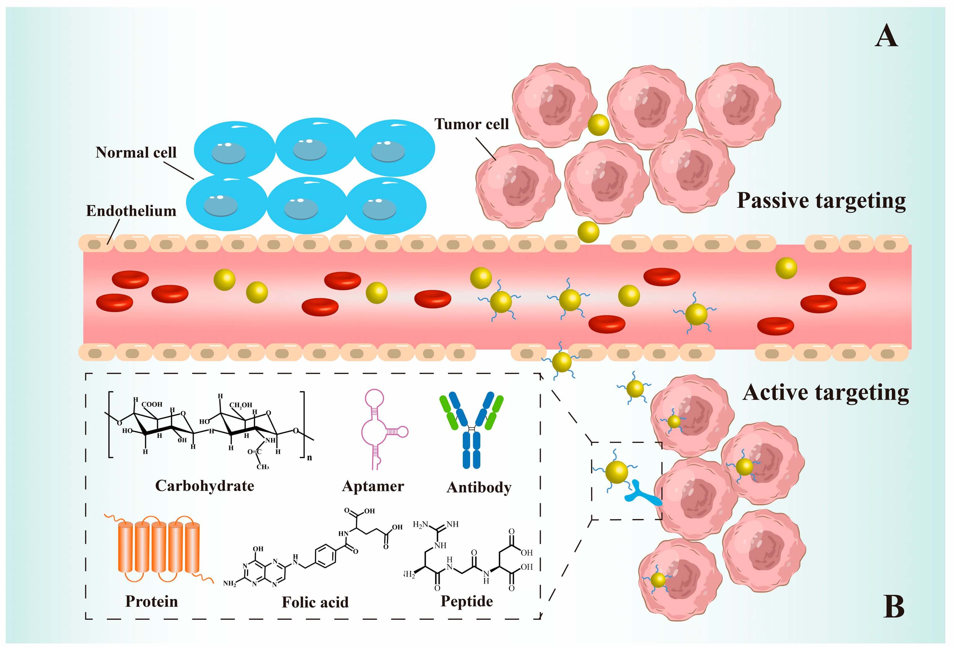 Illustration of targeting mechanisms in gold nanoparticle (AuNP)-based delivery systems: Shows passive targeting (AuNPs accumulating near tumor cells via vascular differences) and active targeting (AuNPs using carbohydrates, aptamers, antibodies, proteins, folic acid, or peptides to specifically bind tumor cells), comparing interactions with normal vs. tumor cells and blood vessels. (OA Literature)