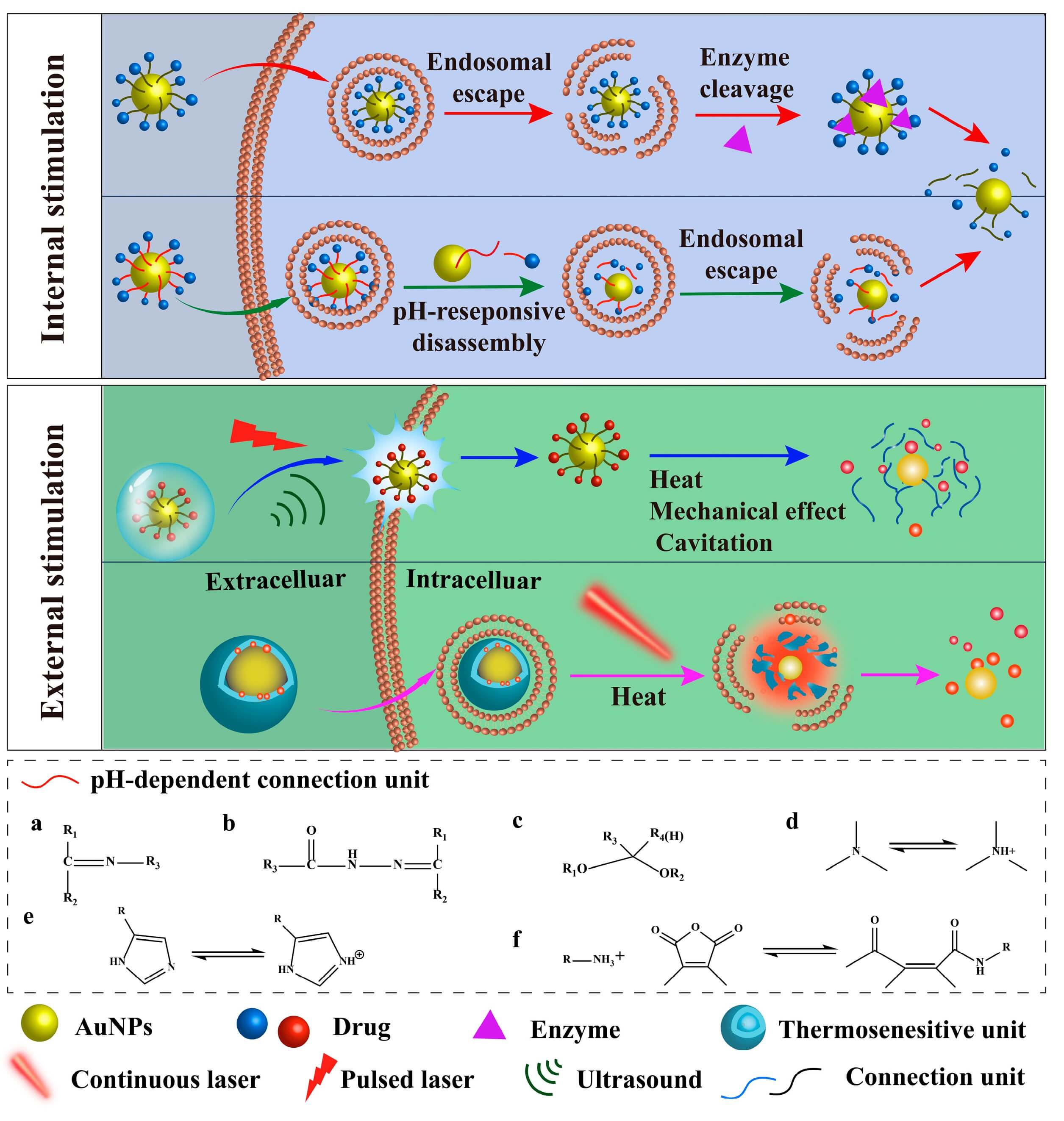 Illustration of stimuli-responsive gold nanoparticle (AuNP)-based delivery systems: Depicts internal stimulation (enzyme cleavage, pH-responsive disassembly with endosomal escape) and external stimulation (ultrasound, pulsed/continuous laser-induced heat/mechanical effects), along with chemical structures of pH-dependent and thermosensitive units, showing how AuNPs release drugs in response to internal/external triggers. (OA Literature)
