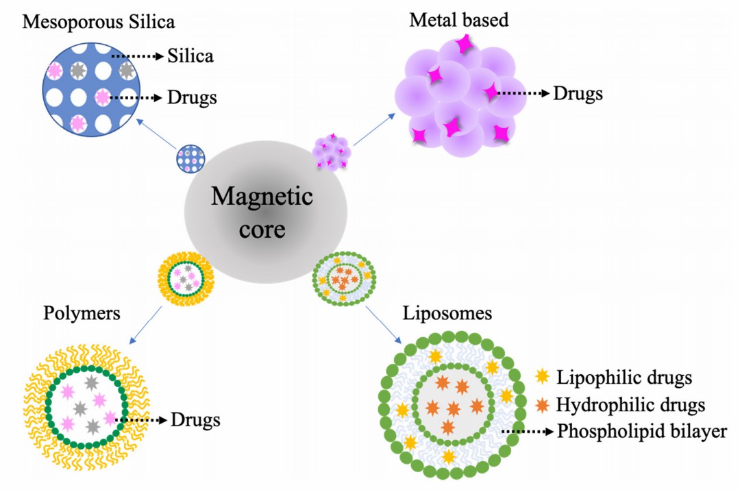 Fig.2 Illustration of integrating magnetic cores into various delivery systems: Shows combinations with mesoporous silica, metal-based nanoparticles, polymers, and liposomes (with lipophilic/hydrophilic drug loading), explaining how magnetic cores enable smarter, targeted therapies in magnetic nanoparticle-based delivery strategies. (OA Literature)