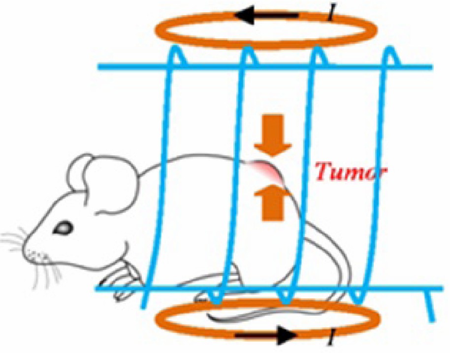 Fig.3 Illustration of the basis of magnetic hyperthermia: Shows a mouse with a tumor placed in a magnetic field setup, demonstrating how magnetic nanoparticles generate heat to target and treat tumors in magnetic nanoparticle-based delivery strategies. (OA Literature)