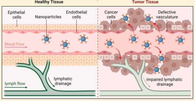 Illustration of the tumor targeting mechanism via the EPR effect: Compares healthy tissue (with intact vasculature and lymphatic drainage) and tumor tissue (with defective vasculature and impaired lymphatic drainage), showing how nanoparticles accumulate in tumors passively. (OA Literature)