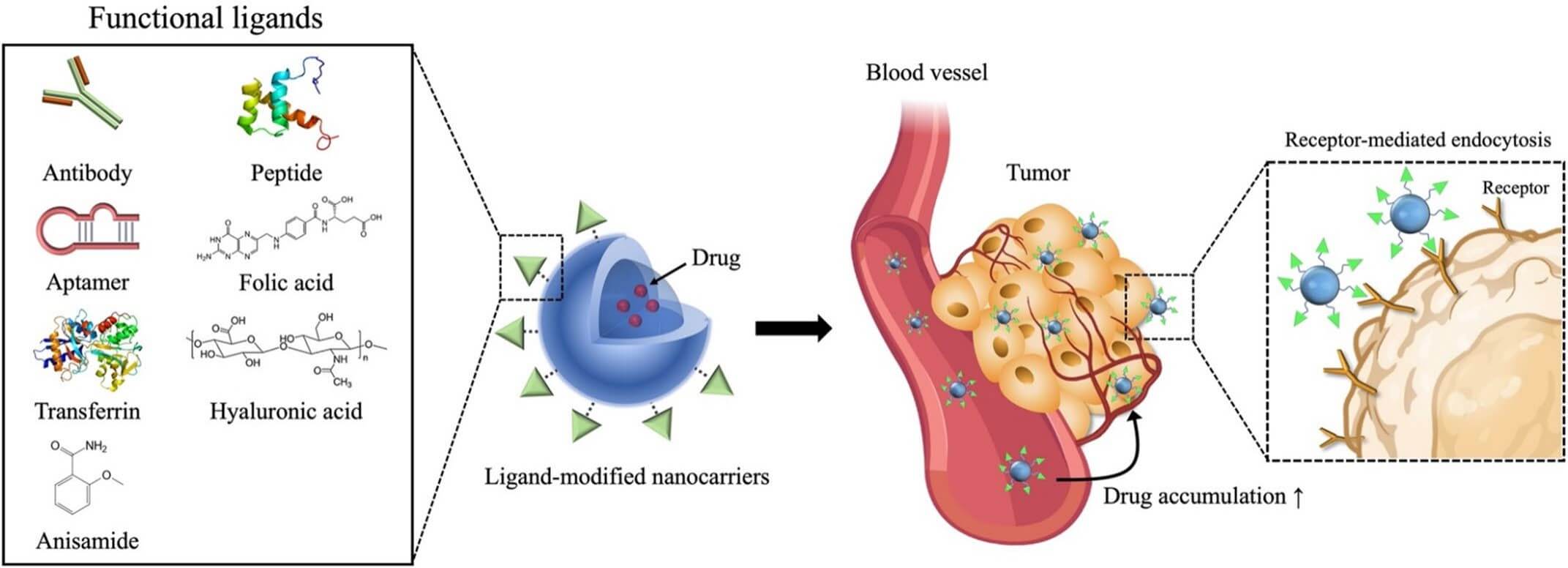 Illustration showing ligand-based active targeting using ligand-modified nanocarriers. Various functional ligands—including antibodies, peptides, aptamers, folic acid, transferrin, hyaluronic acid, and anisamide—are conjugated onto drug-loaded nanocarriers. These nanocarriers circulate through blood vessels and preferentially accumulate in tumor tissues via receptor-mediated endocytosis, enhancing drug delivery efficiency and tumor-specific uptake. (OA Literature)