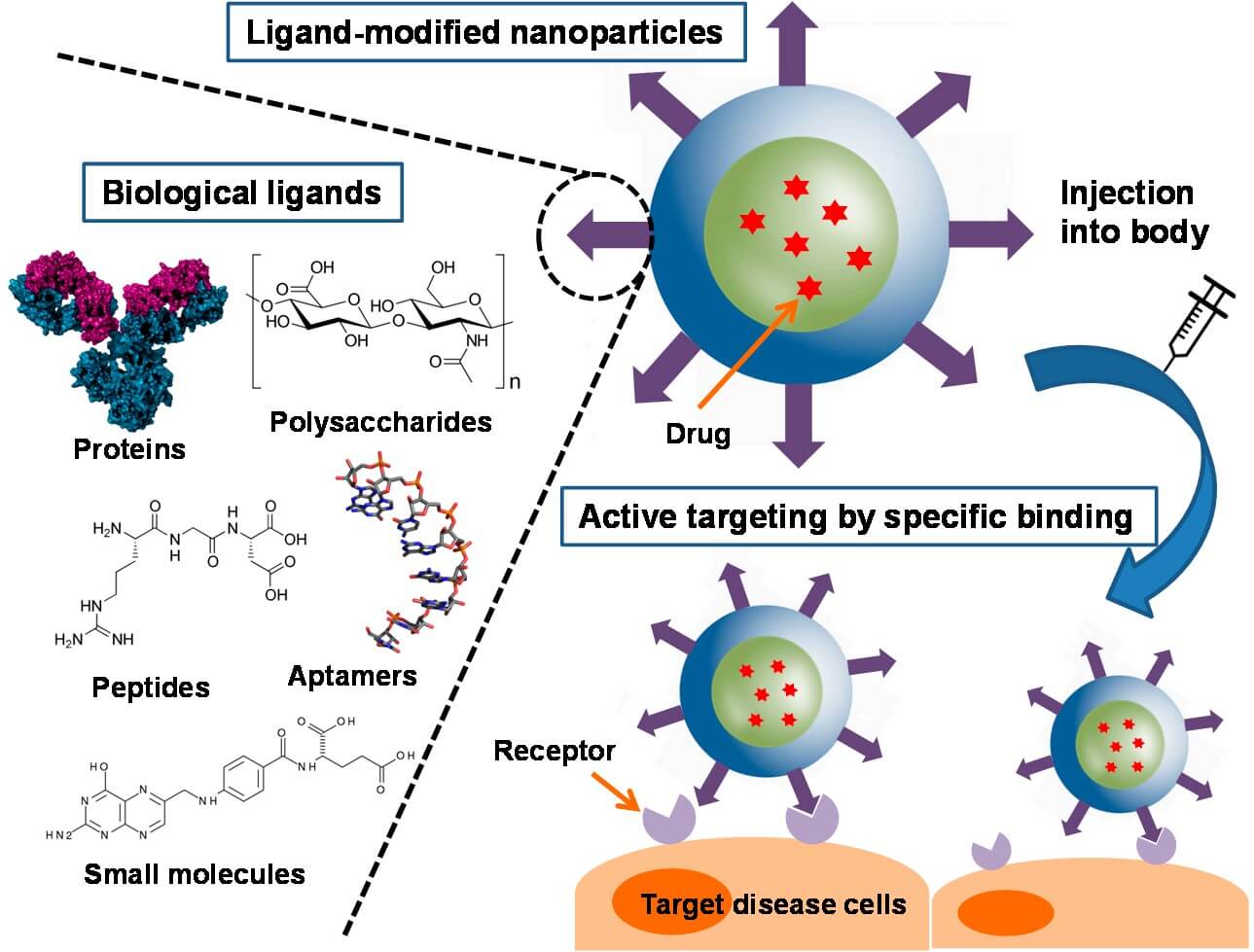 Diagram illustrating different biological ligands for active targeting in drug delivery. Various ligands—including proteins, polysaccharides, peptides, aptamers, and small molecules—are conjugated onto ligand-modified nanoparticles carrying drugs. After injection into the body, these nanoparticles recognize and bind to specific cellular receptors on target disease cells through active targeting mechanisms, enhancing selective drug accumulation and therapeutic precision. (OA Literature)