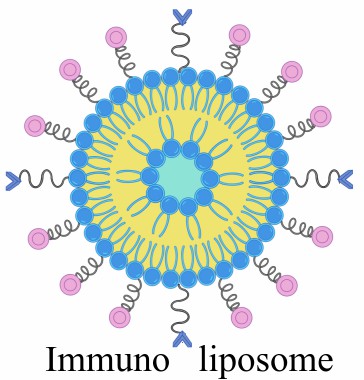 Schematic illustration of the structure of an immunoliposome used in ligand-based active targeting. The image shows a spherical liposome with a phospholipid bilayer encapsulating a hydrophilic drug core. Antibody fragments or ligands are attached to the outer surface via linker molecules, enabling specific recognition and binding to target cell receptors. This targeted design enhances drug delivery efficiency and selectivity in nanomedicine applications. (OA Literature)