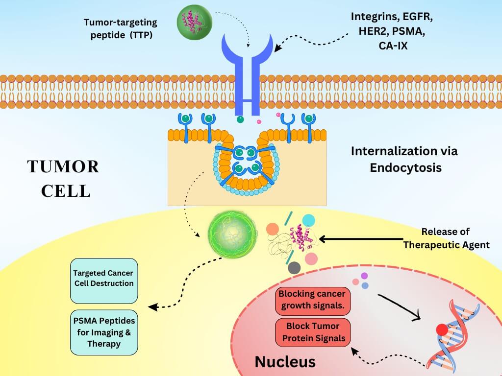 Illustration of the mechanism of peptide-mediated endocytosis, showing tumor-targeting peptides binding to receptors (integrins, EGFR, HER2, PSMA, CA-IX) on tumor cells, triggering endocytosis, releasing therapeutic agents, and blocking cancer growth signals for active targeting in cancer therapy. (OA Literature)