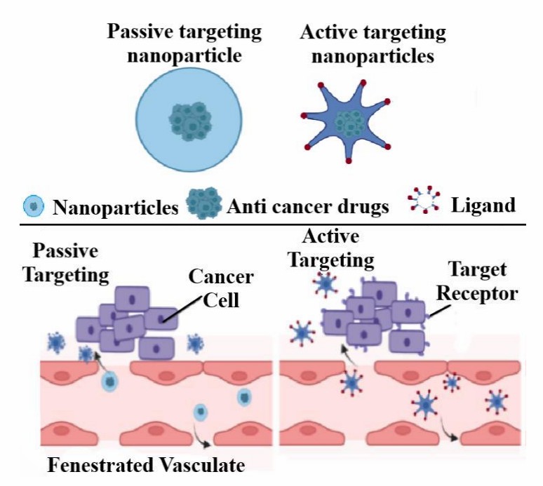 Diagram comparing passive and active nanoparticle targeting in cancer therapy, highlighting how active targeting uses ligands (for proteins/antibodies) to bind target receptors, versus passive targeting’s reliance on fenestrated vasculature near tumors. (OA Literature)