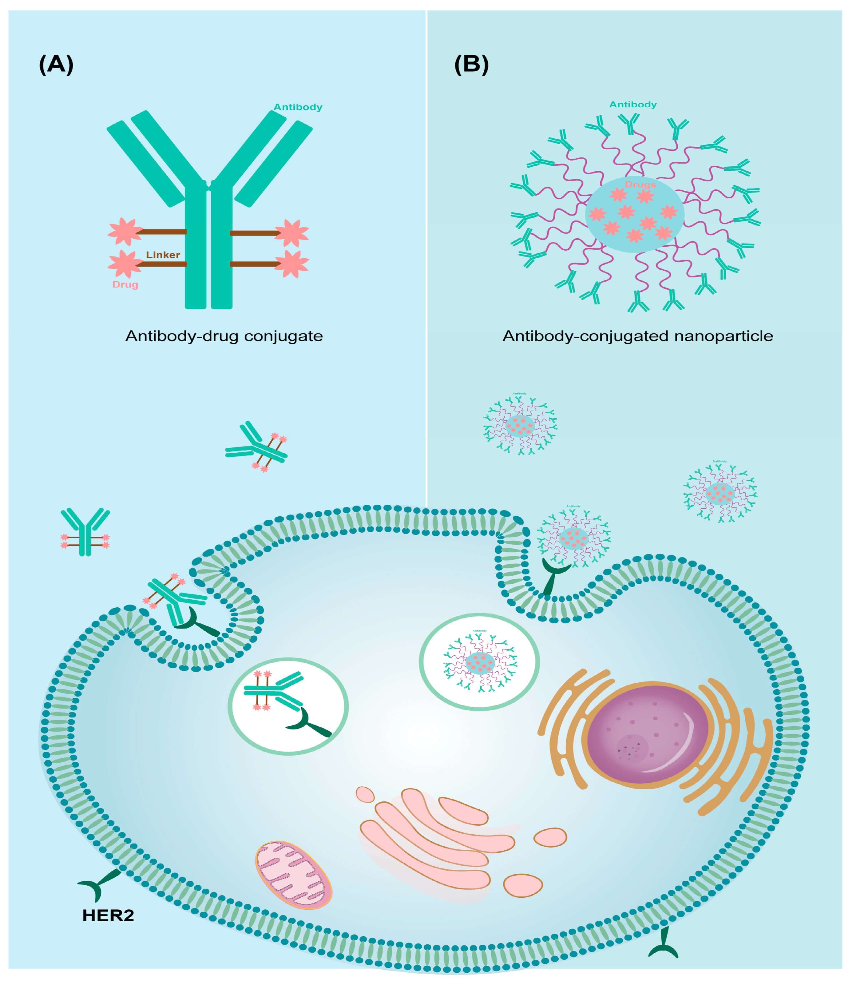 Illustration of antibody-mediated targeted drug delivery systems: (A) Antibody-Drug Conjugates (ADCs) with drugs linked to antibodies via linkers; (B) Antibody-conjugated nanoparticles, showing how both use antibodies for active targeting to cells (with HER2 receptors) in biotherapeutics. (OA Literature)