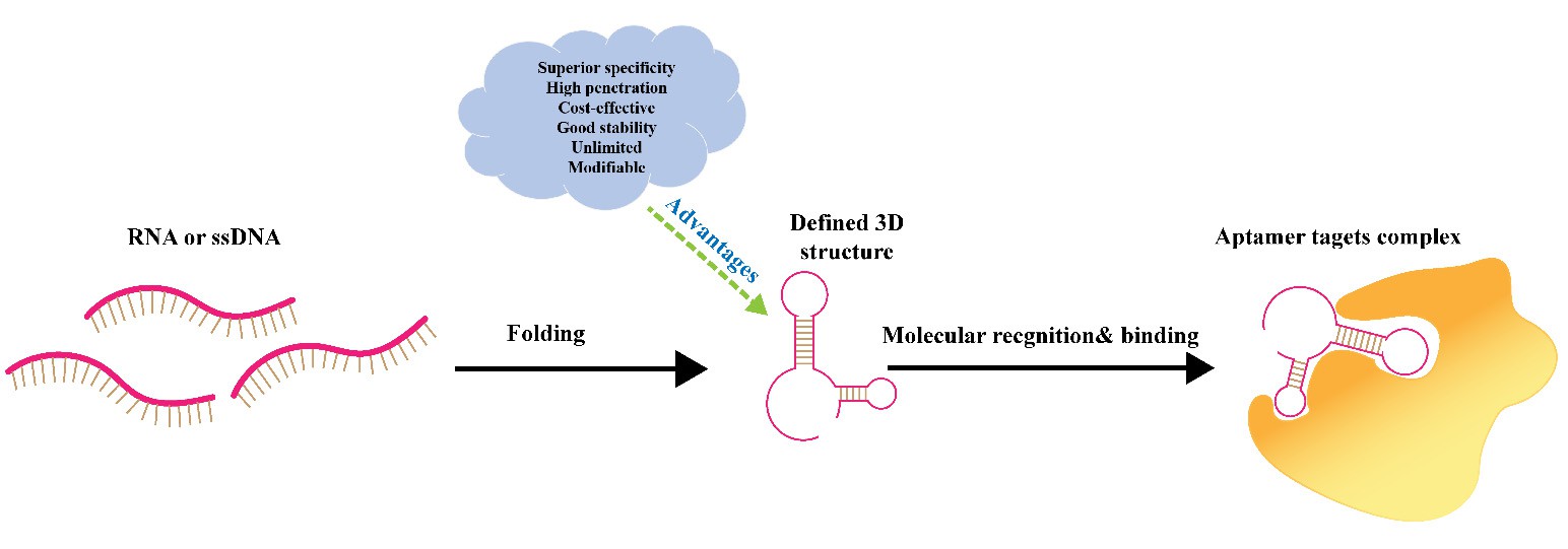 Schematic view of aptamer molecular recognition: RNA or single-stranded DNA folds into a defined 3D structure, enabling molecular recognition and binding to target complexes. Highlights aptamers’ advantages: superior specificity, high penetration, cost-effectiveness, good stability, and modifiability for active targeting in drug delivery. (OA Literature)