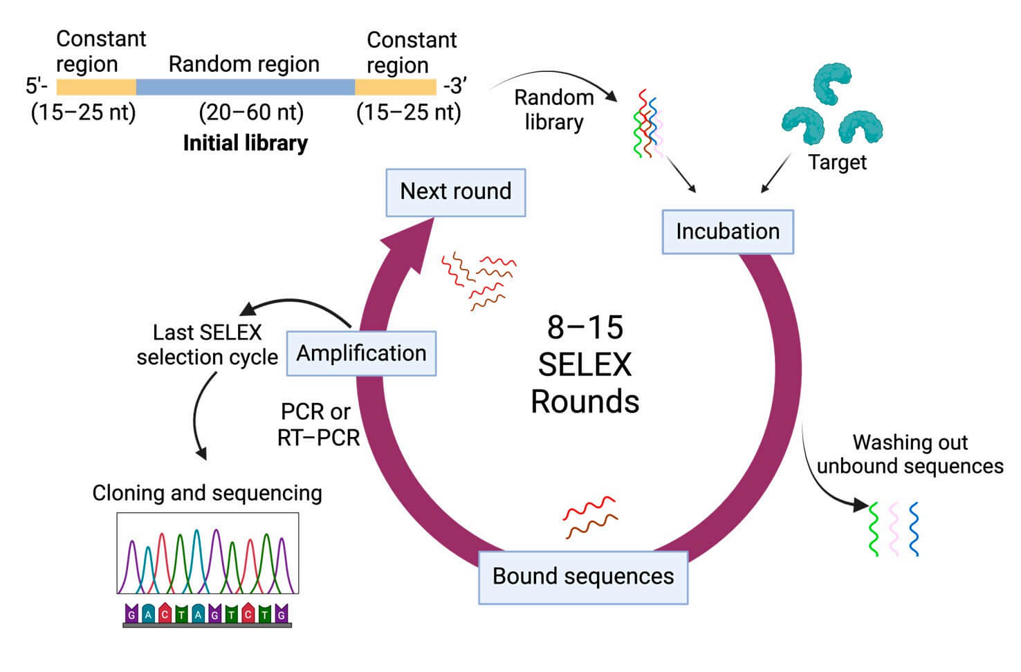General SELEX procedures schematic: Shows the iterative process of selecting aptamers, starting with an initial DNA/RNA library (constant and random regions), incubating with targets, washing unbound sequences, amplifying bound ones, and repeating 8-15 rounds. Ends with cloning and sequencing to identify high-affinity aptamers for active targeting in drug delivery. (OA Literature)