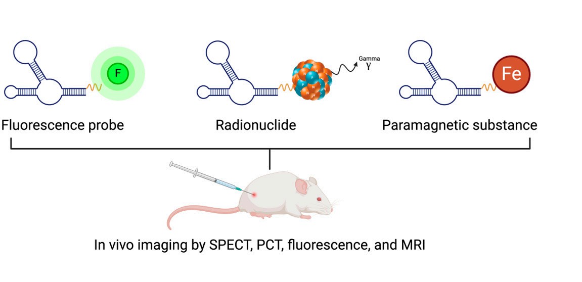 Aptamer-based in vivo molecular imaging techniques schematic: Shows aptamers conjugated to fluorescence probes, radionuclides, or paramagnetic substances (like iron) to enable in vivo imaging via SPECT, PCT, fluorescence, and MRI—key for visualizing aptamer-targeted drug delivery in live subjects. (OA Literature)
