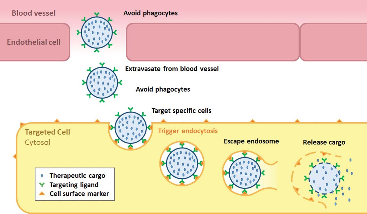 Illustration of the mechanism of virus-like particle (VLP) - based targeted delivery, showing steps from evading phagocytes in blood vessels, extravasating, targeting specific cells, triggering endocytosis, escaping endosomes, to releasing therapeutic cargo. (OA Literature)