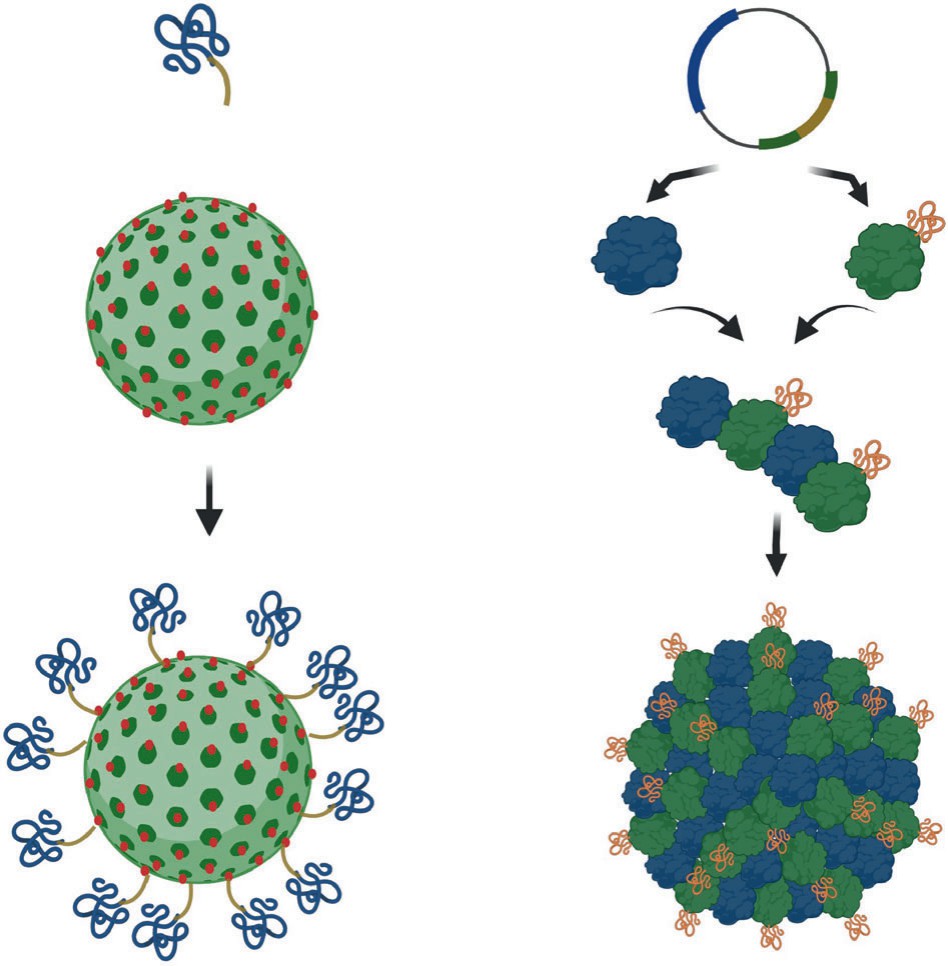 Illustration of techniques for ligand conjugation to virus-like particles (VLPs), showing two approaches: direct attachment of ligands to pre-formed VLPs (left) and incorporation of ligands during VLP assembly via genetic or biochemical means (right). (OA Literature)