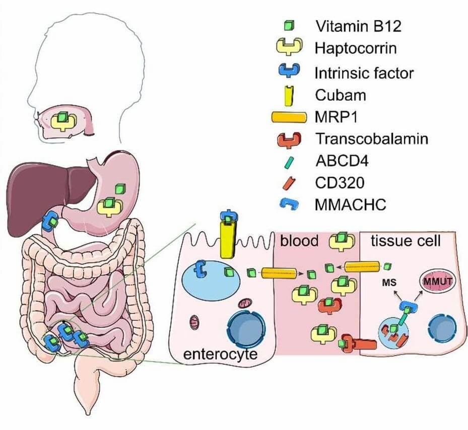 Illustration of in vivo Vitamin B12 transport: Depicts the gastrointestinal and cellular pathways, highlighting key proteins like haptocorrin, intrinsic factor, Cubam, MRP1, transcobalamin, CD320, and others involved in B12 absorption, circulation, and tissue uptake—relevant for understanding vitamin-based drug delivery mechanisms. (OA Literature)