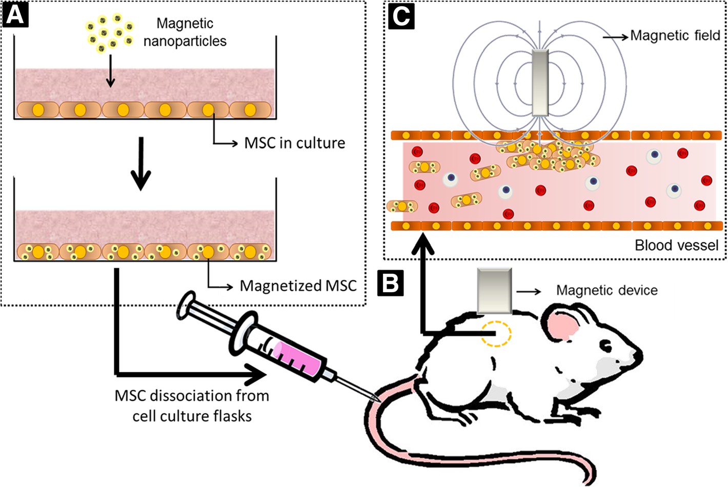 Fig.2 Illustration of the static field guidance mechanism for drug delivery: Depicts how a static magnetic field directs magnetic nanocarriers (loaded with therapeutic agents) to a specific target site (e.g., a tumor), explaining how the static field enables localized, targeted delivery of the carriers for precision therapy. (OA Literature)