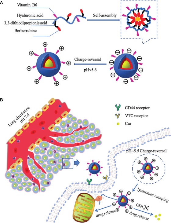 Fig.1 Schematic of pH-Responsive targeted delivery. (OA Literature)
