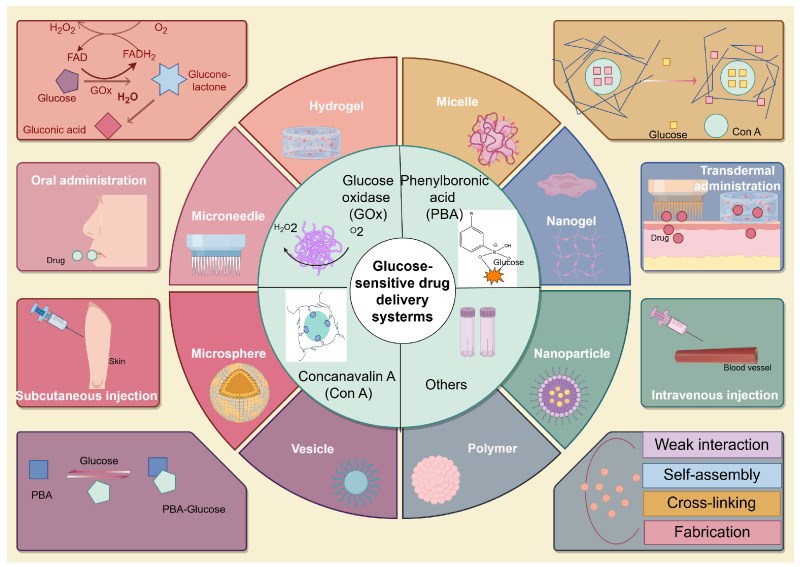 Fig.1 Schematic diagram of the classification and application of glucose-responsive drug delivery systems. (OA Literature)