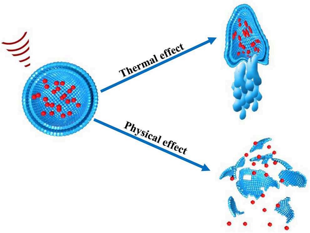 Fig.2 Illustration of thermo and non-thermo (physical) effects of ultrasound on drug-loaded nanoparticles: Depicts an ultrasound wave interacting with a blue nanoparticle encapsulating red therapeutic molecules. The thermal effect (top arrow) triggers heat-induced changes in the nanoparticle, enabling gradual drug release; the physical (non-thermal) effect (bottom arrow) uses ultrasound-driven mechanical forces to disassemble the nanoparticle, releasing drugs. (OA Literature)