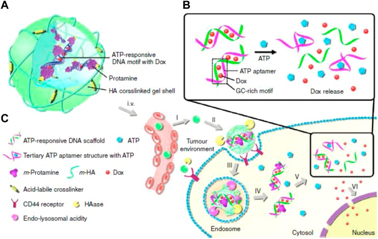 Fig.1 Schematic illustration of the ATP-triggered dox release system. (OA Literature)