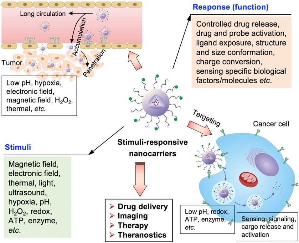 Fig.1 Illustration of internal and external stimuli-responsive nanocarrier systems (relevant to ultrasound-targeted delivery): Depicts external stimuli (including ultrasound, magnetic field, light) and internal stimuli (low pH, hypoxia, enzymes) triggering stimuli-responsive nanocarriers—showing their journey (long circulation, tumor accumulation/penetration, cancer cell targeting) and functions (drug delivery, imaging, therapy, theranostics). The diagram explains how these nanocarriers respond to cues (e.g., ultrasound as an external stimulus) with controlled drug release, cargo activation, and other functions. (OA Literature)