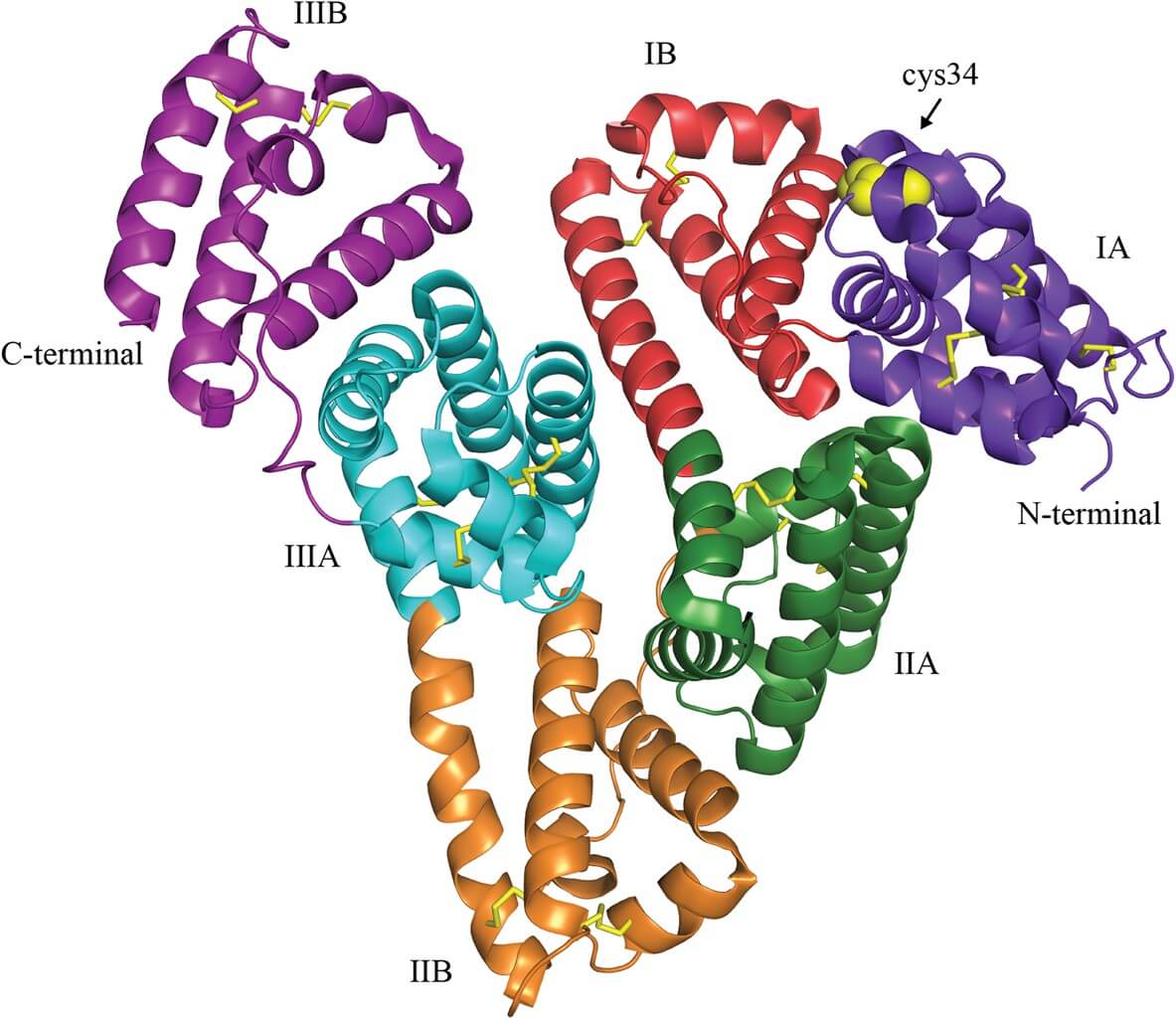 Illustration of the crystal structure of albumin as a carrier for targeted drug delivery. (OA Literature)
