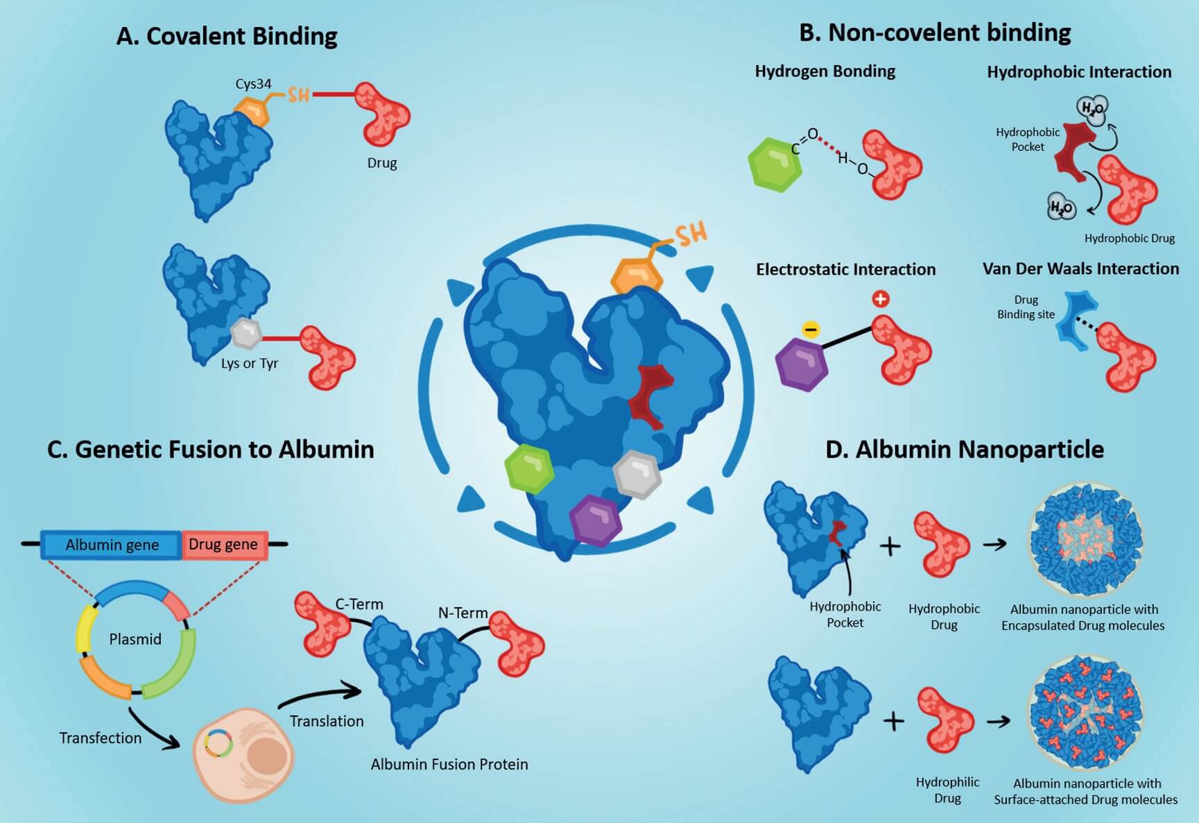 Illustration of four types of albumin-based drug delivery systems. (OA Literature)