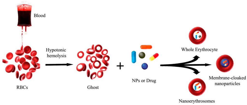 Scheme representing the preparation of whole RBC loaded with NPs or therapeutic molecules (carrier into carrier), NPs coated with RBC membrane and nano-erythrosomes (NERs). (OA Literature)