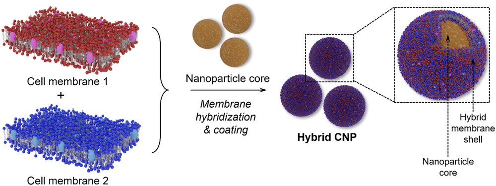 A schematic of the process for creating hybrid CNPs. (OA Literature)