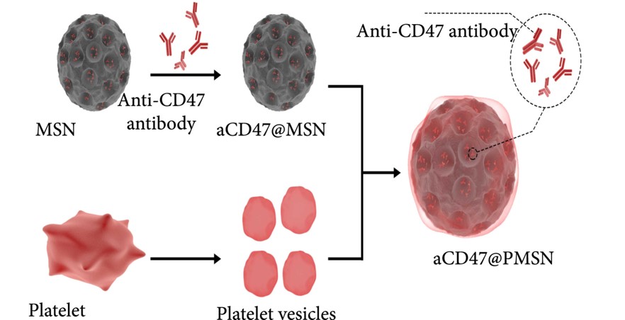 Illustration of platelet membrane-coated mesoporous silicon nanoparticle (PMSN) fabrication process. (OA Literature)