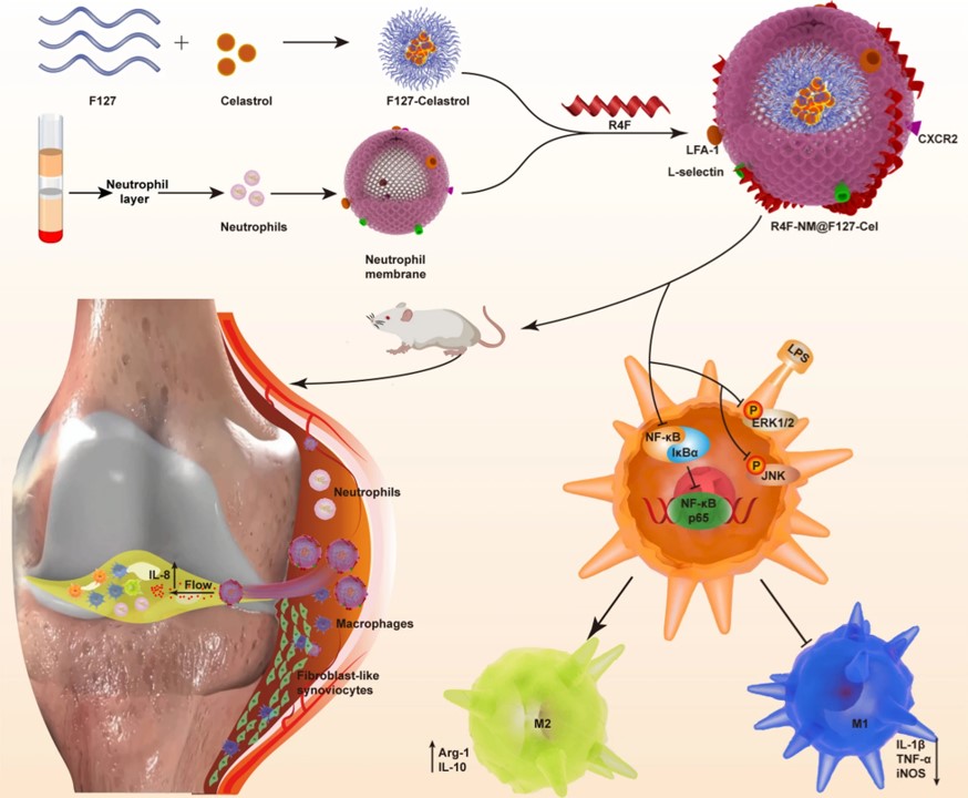 Schematic illustration of the peptide-anchored neutrophil membrane-coated biomimetic nanoparticles for targeted treatment of rheumatoid arthritis. (OA Literature)