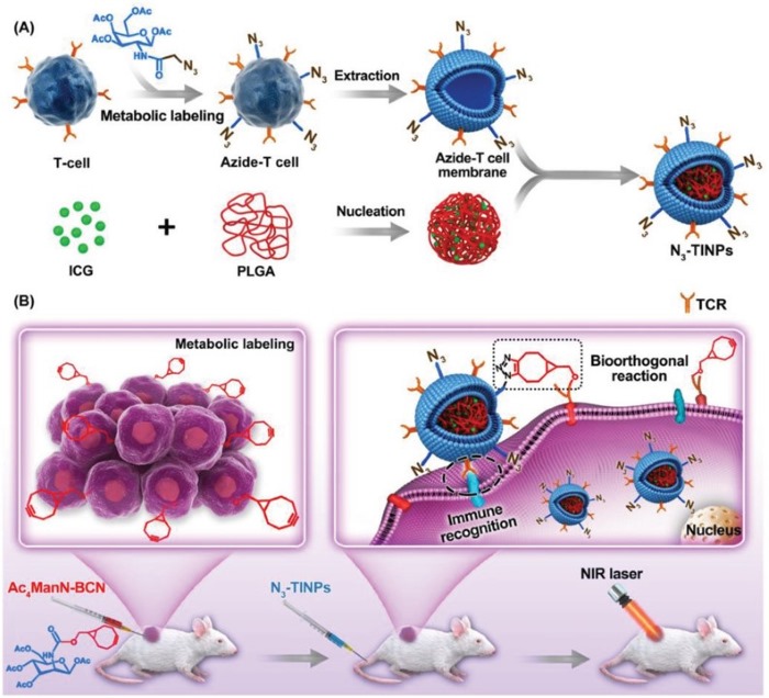Schematic illustration of N3-labeled T cell membrane-biomimetic nanoparticles with dual-targeting mechanism for highly efficient photothermal therapy. (OA Literature)