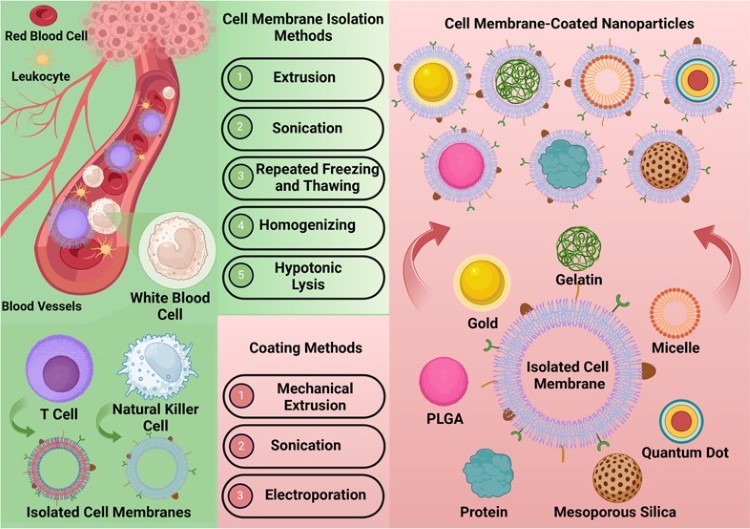 Natural killer cell for cell membrane coating, cell membrane isolation methods, coating methods, production of the NP core, and encapsulation with the cellular membrane for cell membrane coating. (OA Literature)